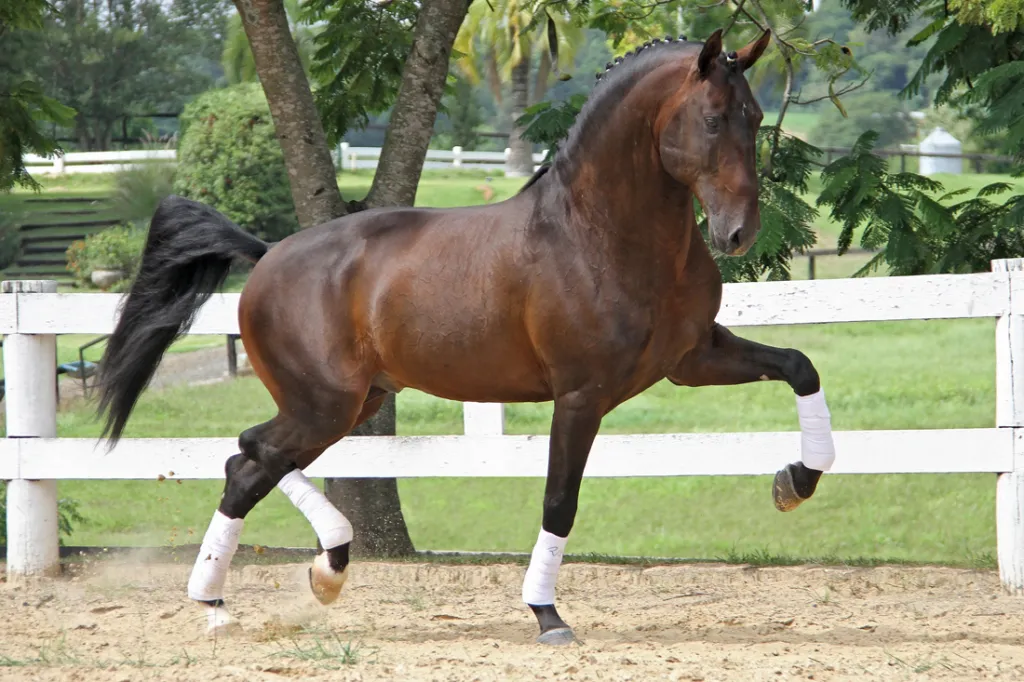 ABPSL - Associação Brasileira de Criadores do Cavalo Puro Sangue